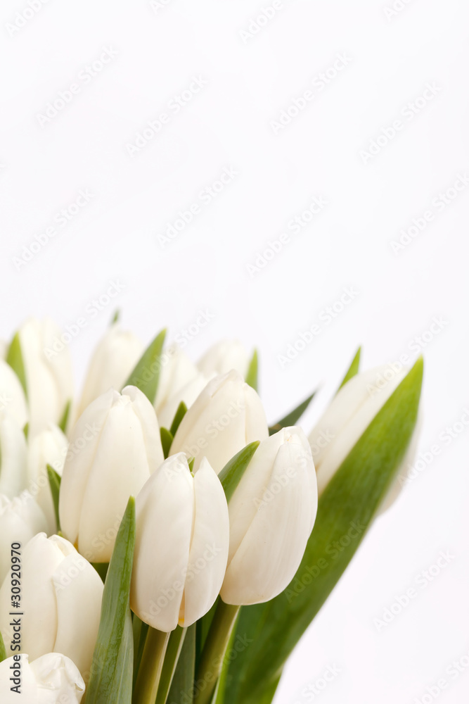 beautiful tulips - obrazy, fototapety, plakaty 
