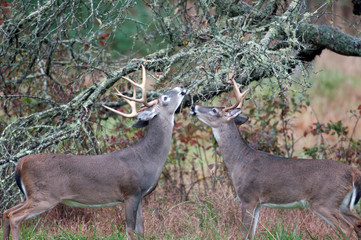 Wall Mural - Two whitetailed deer bucks chewing on branches