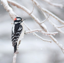 Downy Woodpecker Clinging To A Branch