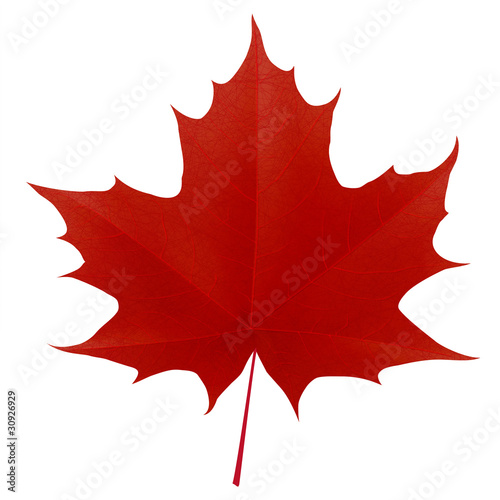 Fotografía Realistic red maple leaf isolated on white background