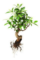 Wall Mural - bonsai tree isolated on white