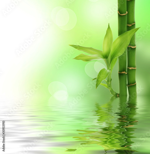zielone-lodygi-i-lisc-bambusu-nad-woda