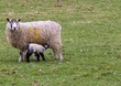 Lamb feeding at spring time