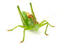 Grasshopper Close-up Isolated on White Background