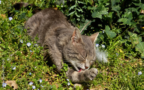 Gatto Che Si Lava Buy This Stock Photo And Explore Similar Images