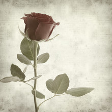 Textured Old Paper Background With Single Perfect Red Rose