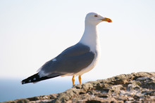 Seagull On Stone