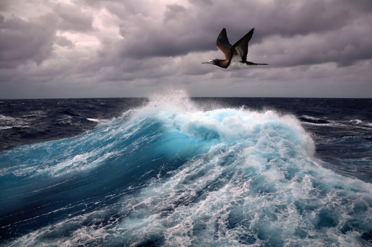 Fototapete - sea wave and seagull