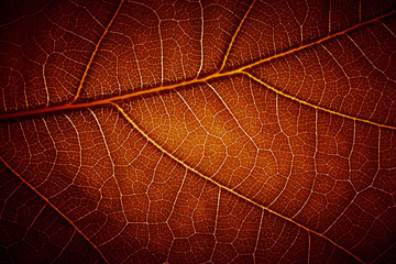 leaf vein texture