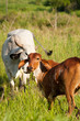 © Celso Diniz - Cow grazing