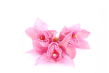 Sticker - orchid isolated