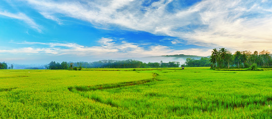 Paddy rice panorama