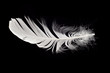 white swan feather isolated