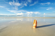Shell On A Beach