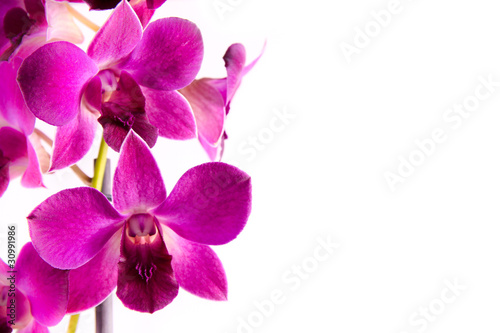 Foto-Stoffbanner - orchidee (von fotograf-halle.com)