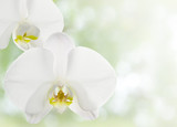 Fototapeta Storczyk - 蘭の花