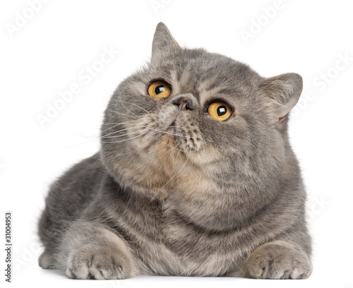 Exotic Shorthair Cat 3 Years Old Lying Buy This Stock Photo