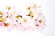 Kirschblüten Nahaufnahme