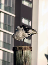 Ibis On A High Wooden Stand