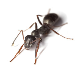 Poster - Black garden ant (Lasius niger) isolated on white background