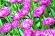 canvas print picture - Tulpen