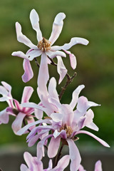 Poster - Allassac (Corrèze) - Magnolia