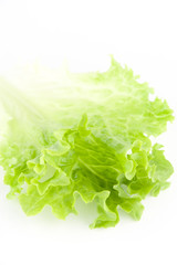 Green lettuce salad 13