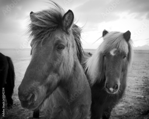 Obraz w ramie Icelandic Horses