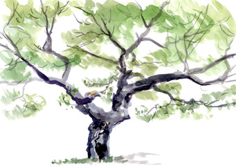 tree, watercolor