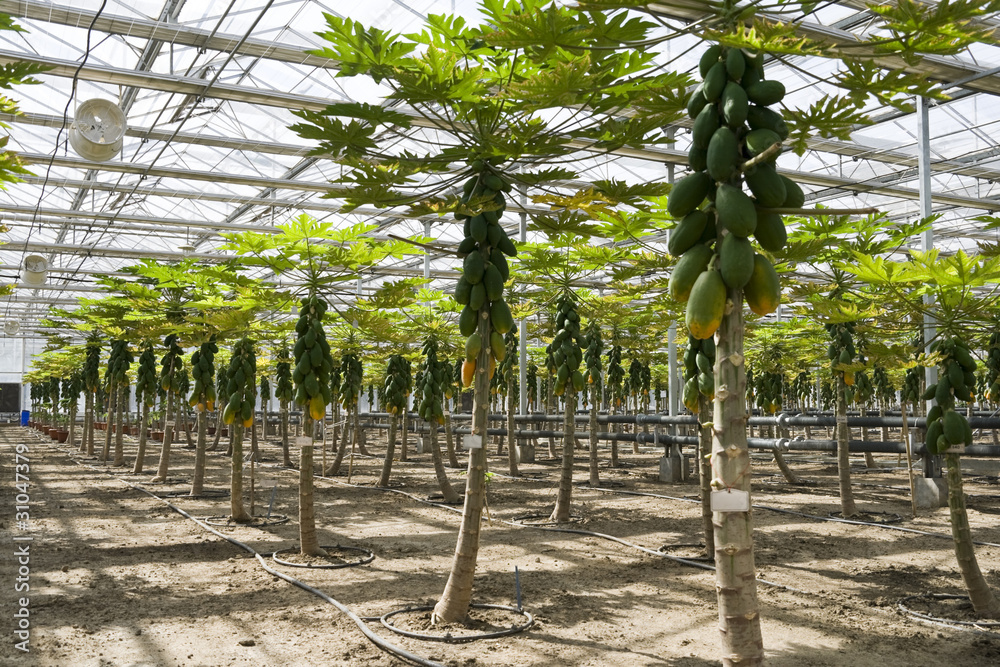 Papaya cultivation in greenhouses. Stock Photo | Adobe Stock