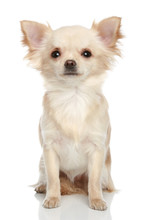 Long Coat Chihuahua On A White Background