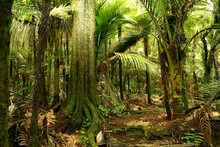 Trees In Tropical Jungle Forest