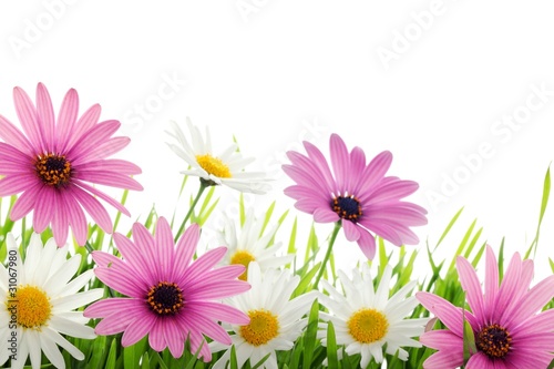 Colorful daisy flower in grass