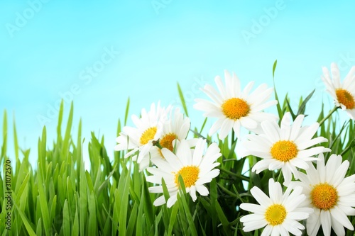 Spring flower