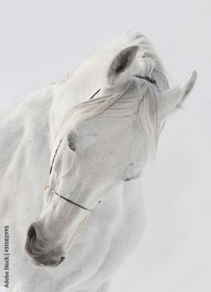 white horse - obrazy, fototapety, plakaty 