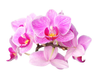 orchid on white