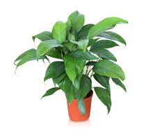 House Plant – Peace Lily