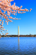 Washington monument in National cherry blossom festival