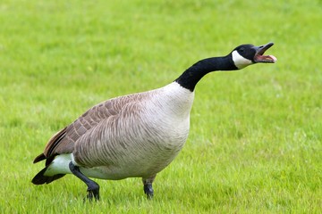 Hissing Canada Goose