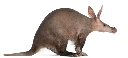 Poster - Aardvark, Orycteropus, 16 years old