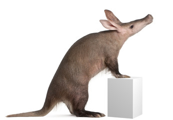 Wall Mural - Aardvark, Orycteropus, 16 years old, standing on box