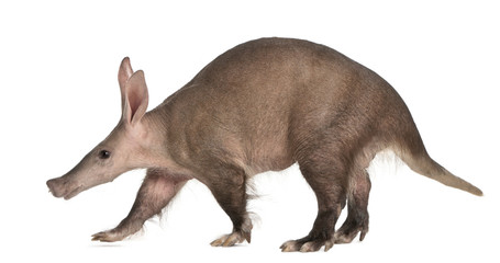 Aardvark, Orycteropus, 16 years old, walking