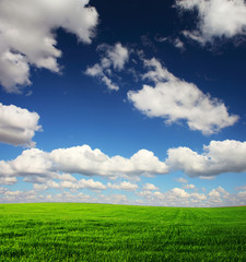 Wall Mural - Meadow with green grass and blue sky with clouds