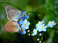 Common Blue Butterflies - Spring Background