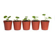 Row of Seedlings in Plastic Pots