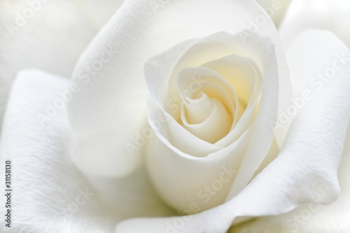 Tapeta ścienna na wymiar Soft white rose