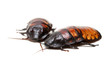 © Ruslan Kudrin - two Madagascar cockroaches
