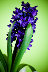 blue hyacinth