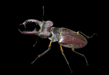 Sticker - Male of Stag-beetle 22