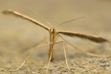 Wall Mural - Pterophorus